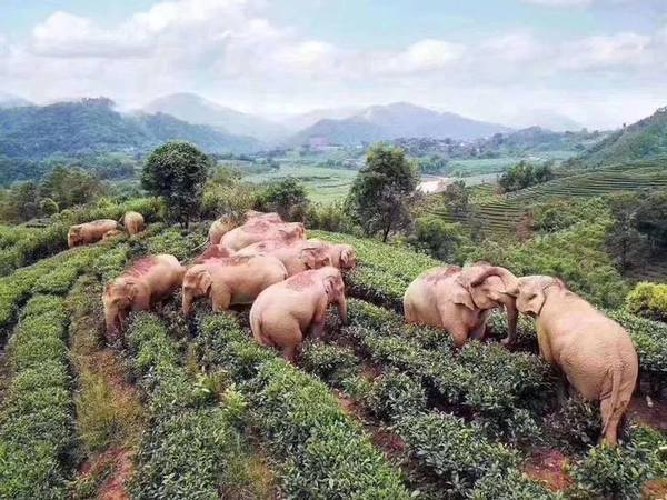 China: Elefantes entraron a una granja y bebieron todo el vino