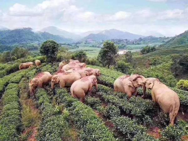 China: Elefantes entraron a una granja y bebieron todo el vino