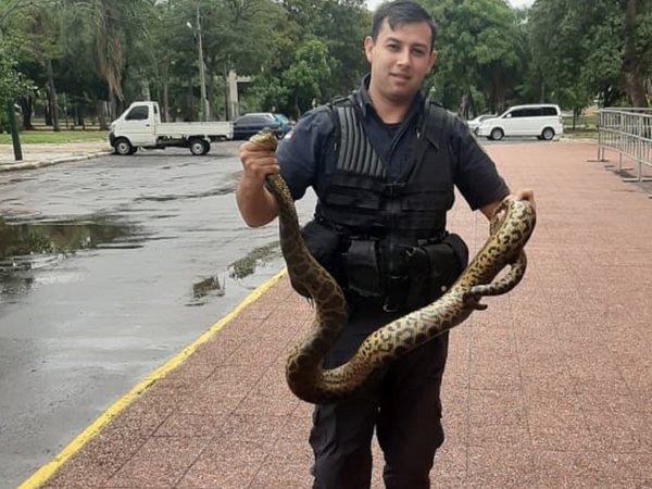 Policías capturan kuriju de dos metros y medio cerca del Cabildo