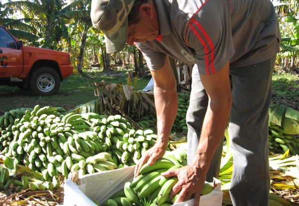 BM otorgó a Paraguay un crédito de US$ 300 millones para la producción agropecuaria | .::Agencia IP::.