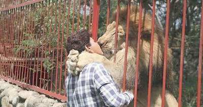 Un león dio el último beso a su cuidadora | Crónica
