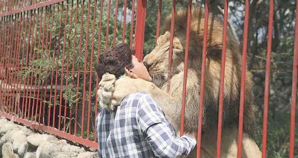 Un león dio el último beso a su cuidadora | Crónica