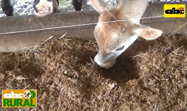Programa 18: Ensilados para vacas lecheras - ABC Rural - ABC Color
