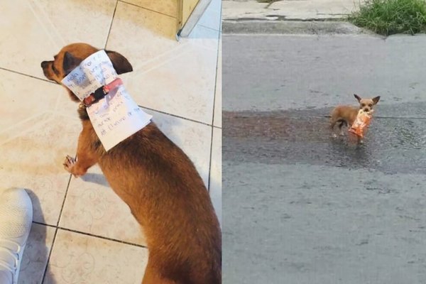 Por miedo al virus mandó a su jagua a la despensa | Crónica