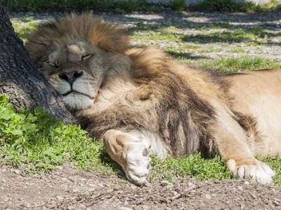 Zoo italiano lanza grito de alarma para alimentar a sus animales
