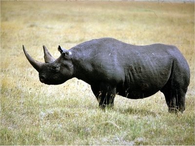 Una luz de esperanza para el rinoceronte negro