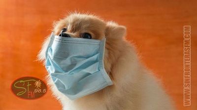 Muere el primer perro diagnosticado con Coronavirus