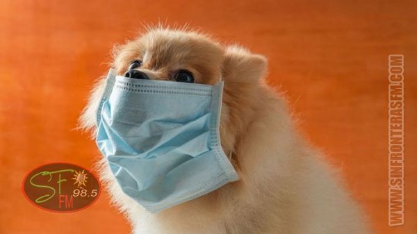 Muere el primer perro diagnosticado con Coronavirus