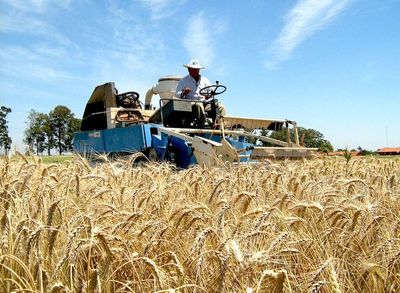 Exportación de trigo al Brasil registró fuerte caída del 45%