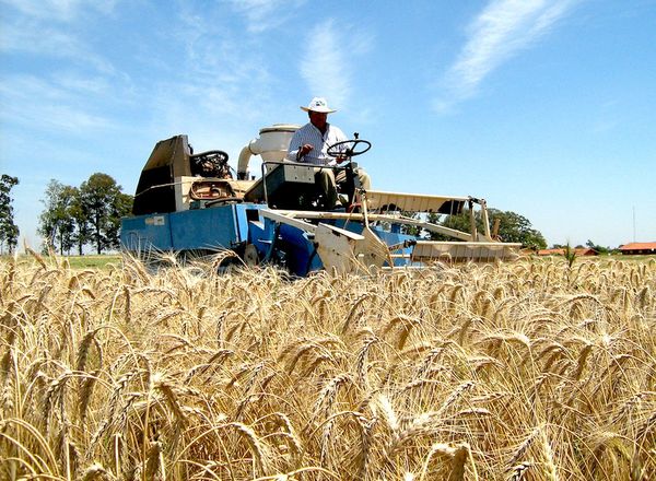 Exportación de trigo al Brasil registró fuerte caída del 45%