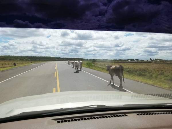 Animales sueltos serán faenados en Pilar - .::RADIO NACIONAL::.