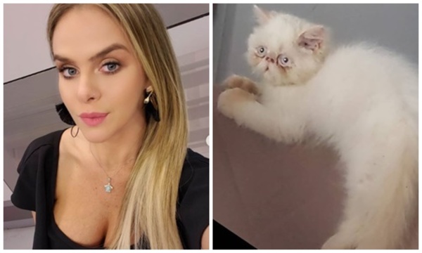 Vendieron al gato extraviado de Gabi Wolscham