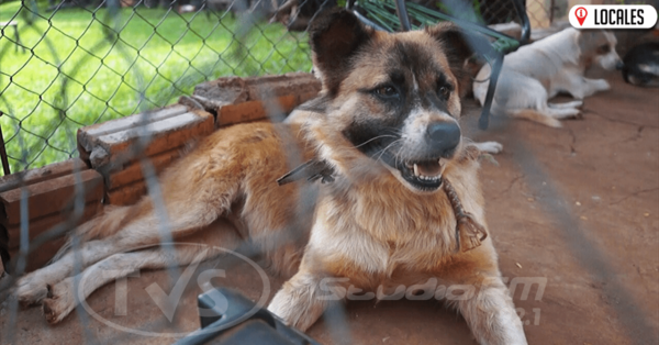 Familia recoge y refugia a animales abandonados en Encarnación