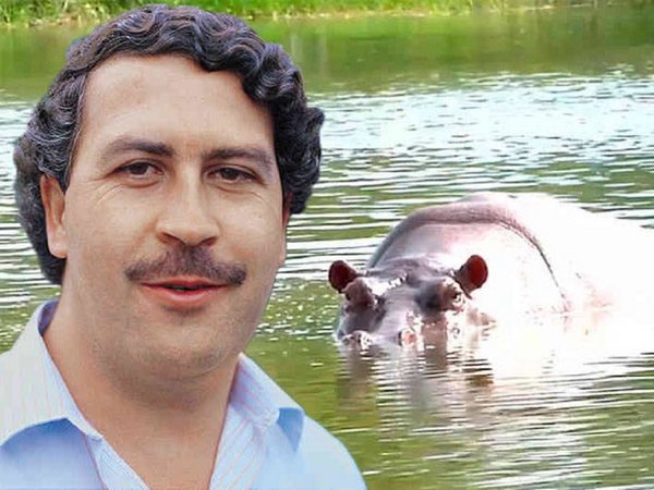 Los hipopótamos de Pablo Escobar dan pistas de especies extintas