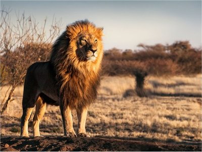 Las hembras de los mamíferos salvajes viven más que los machos
