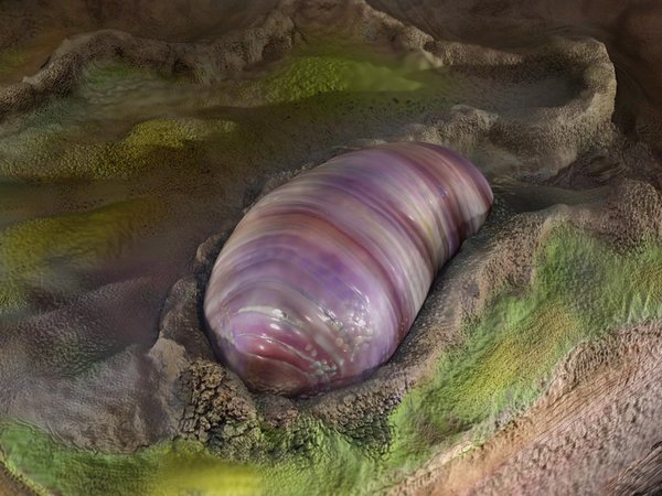 El ancestro de todos los animales está en un fósil australiano