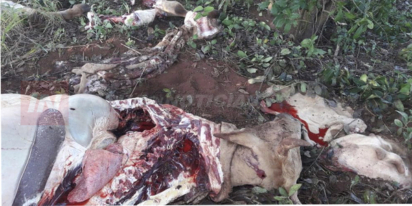 DENUNCIAN ABIGEATO EN CARMEN DEL PARANÁ