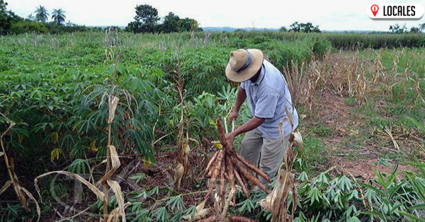 Productores de Cambyretá donan mandioca a las familias más vulnerables