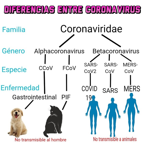 ¿LAS MASCOTAS PUEDEN CONTAGIARSE DE COVID-19?