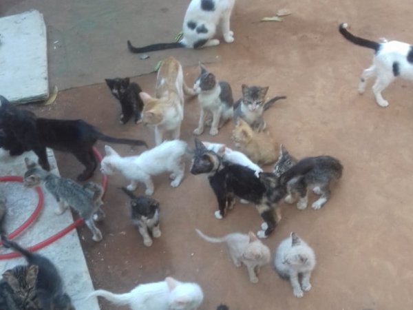 Realizan colecta de balanceados para mascotas de 57 refugios