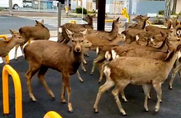 Animales 'invaden' ciudades del mundo vacías por la cuarentena del coronavirus - C9N