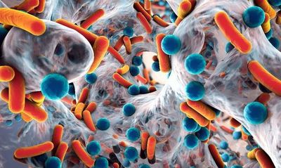Virus y bacteria, microorganismos con más diferencias que similitudes - Periodismo Joven - ABC Color