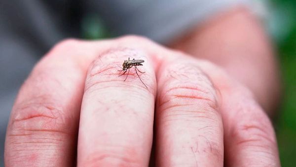 Epidemia de Dengue sigue en curso, no bajemos la guardia