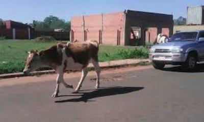 En Pilar faenarán las vacas callejeras