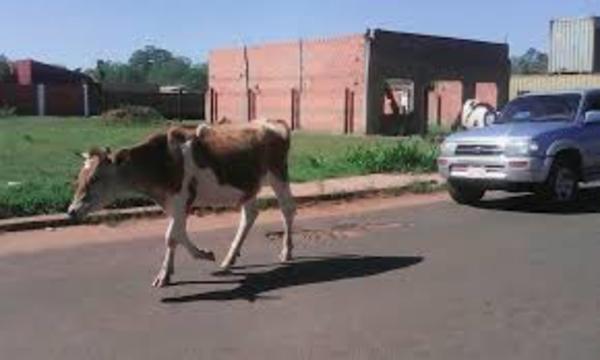 En Pilar faenarán las vacas callejeras