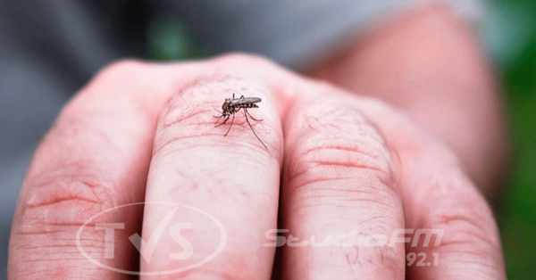 Epidemia de Dengue sigue en curso, no bajemos la guardia