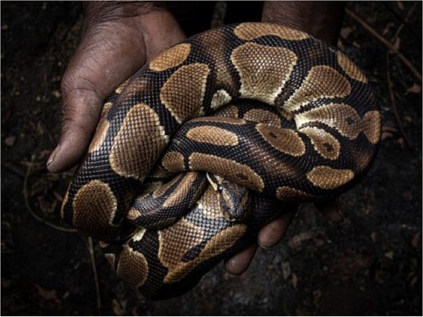 Informe revela creciente tráfico de especies exóticas por internet
