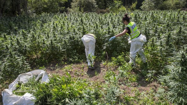 Cuestionan privilegios a una empresa para el cultivo de cáñamo - Paraguay Informa