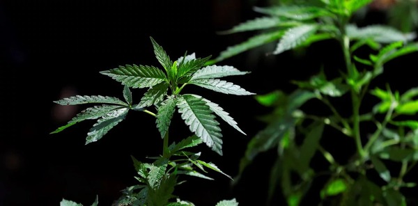 Realizarán Conferencia Internacional sobre Cannabis Medicinal - Paraguay Informa