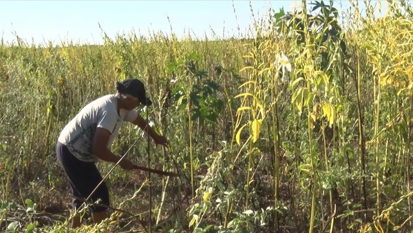A mal tiempo buen trabajo: Comunidades indígenas realizan cosecha de sésamo