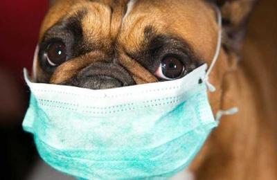 La foto que indigna a los españoles: se disfrazó de perro para burlar la cuarentena - SNT
