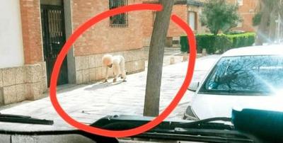 ESPAÑA: SE DISFRAZÓ DE PERRO PARA VIOLAR LA CUARENTENA