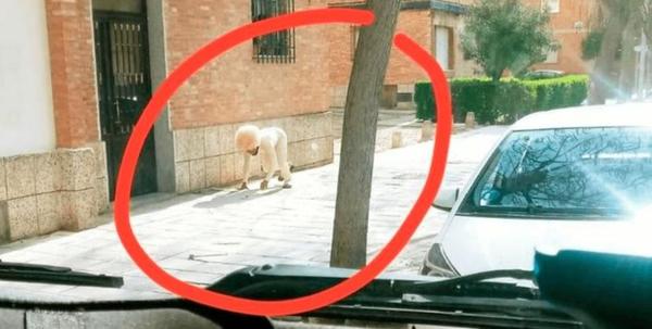 ESPAÑA: SE DISFRAZÓ DE PERRO PARA VIOLAR LA CUARENTENA