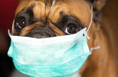 La foto que indigna a los españoles: se disfrazó de perro para burlar la cuarentena - C9N