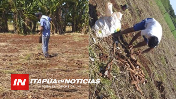 AGRICULTOR DE SAN LUIS DEL PARANÁ DONÓ MANDIOCA PARA LOS MÁS HUMILDES.
