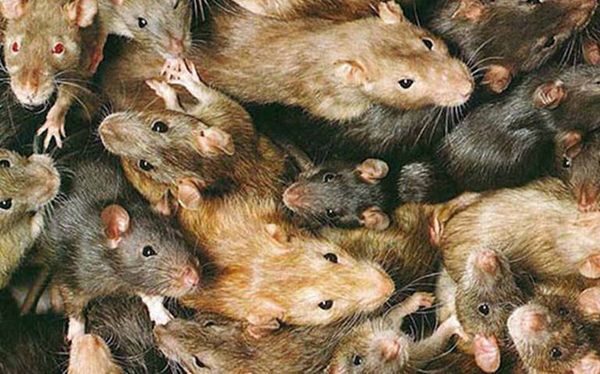 Hantavirus, nueva amenaza que tiene en vilo a China