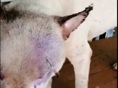 Brutal: a varillazo casi mata a  perro del vecino