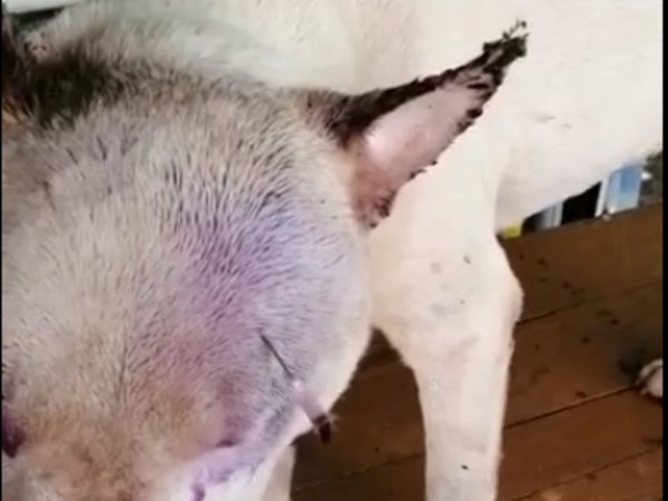 Brutal: a varillazo casi mata a perro del vecino