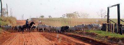 Frigoríficos condicionan libre comercio de ganado en pie - Economía - ABC Color