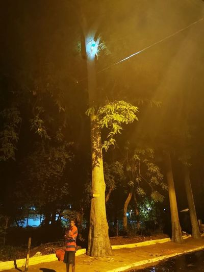 Bomberos acuden a un inusual pedido de rescate: una mujer atorada en un árbol de 20 metros - Nacionales - ABC Color