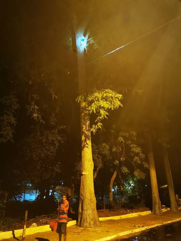 Bomberos acuden a un inusual pedido de rescate: una mujer atorada en un árbol de 20 metros - Nacionales - ABC Color