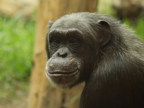 Chimpancés y abejas también practican distanciamiento social ante diversas enfermedades