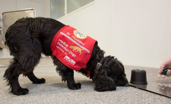 HOY / Investigadores británicos entrenan a perros para detectar el coronavirus