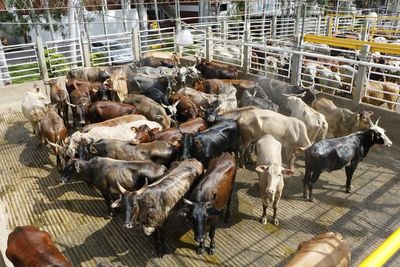 Suspenden temporalmente la exportación de carne a la UE