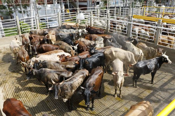 Suspenden temporalmente la exportación de carne a la UE