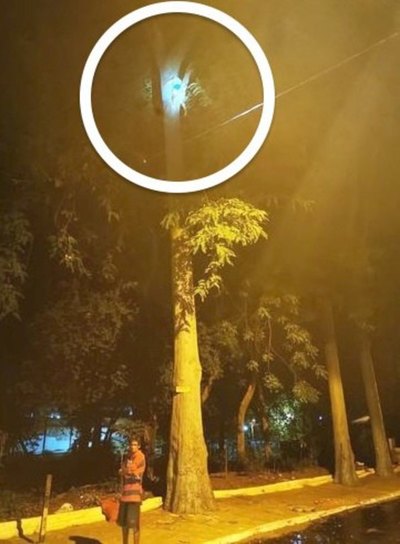 Trepó a un árbol para ganar guita y se quedó ahí | Crónica